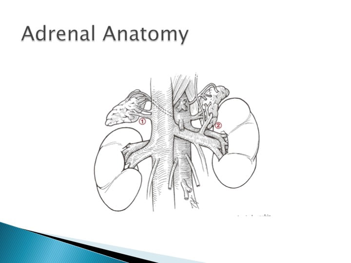 Adrenalectomy Virginia Heartburn And Hernia Institute 2133